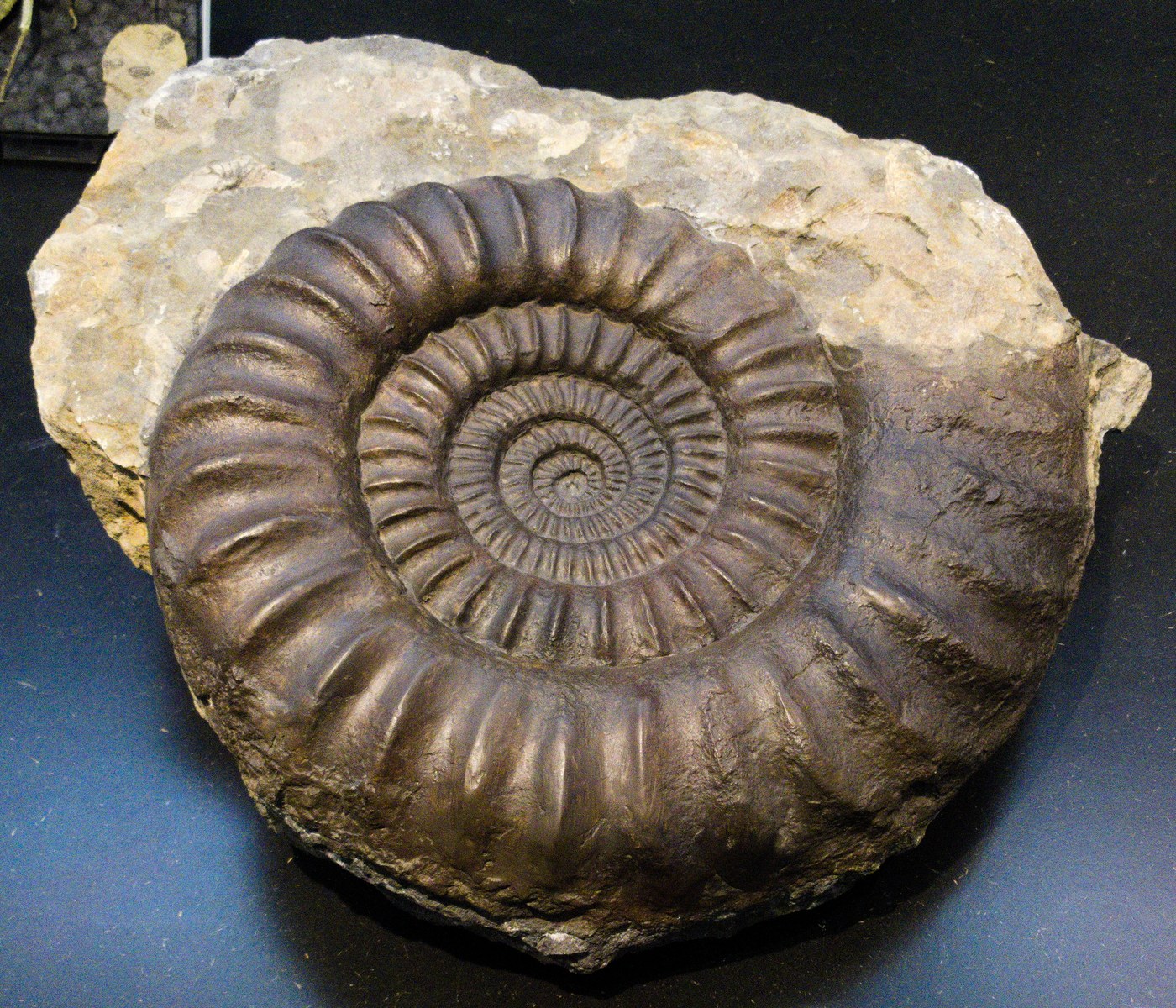 Ammonites