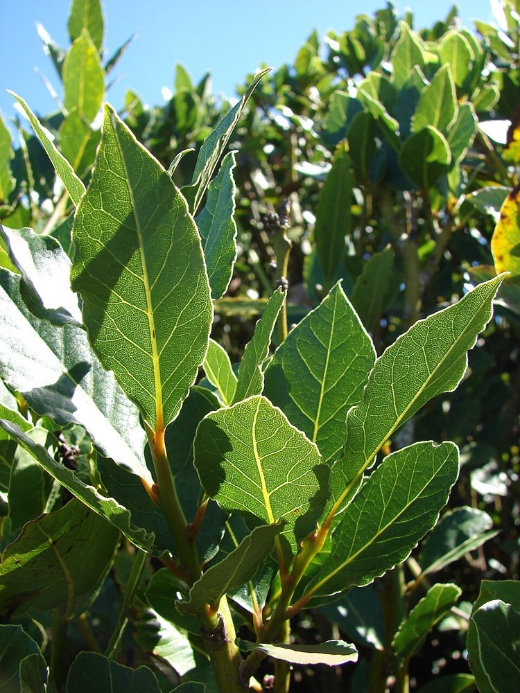 Laurel